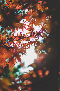 冰晶纹理