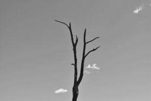 枯树天空