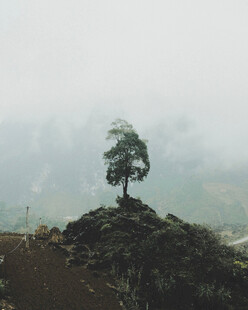 山顶孤树