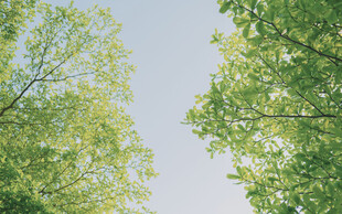 绿树晴空