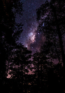 树影星空
