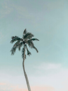 椰树