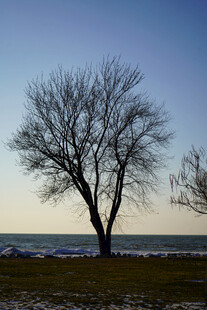 海岸孤树