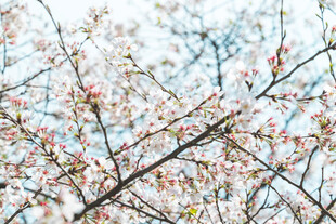 朦胧花枝