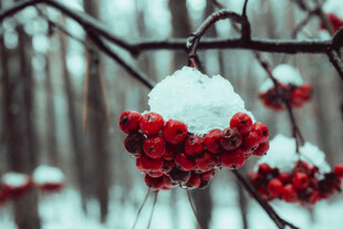 雪压红果