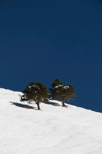 雪地双树
