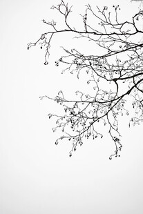 树枝线稿