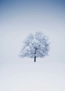 雪原孤树