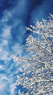 雪挂树枝