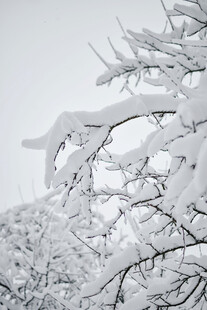 松枝雪景