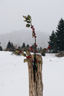 雪地红果