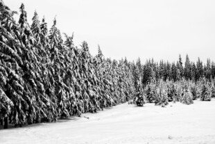 雪原松林