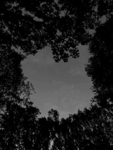 树荫天空