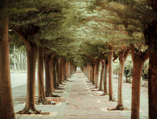 林荫步道