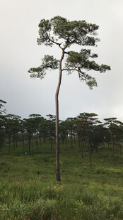 旷野孤松