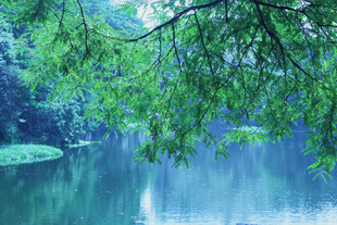湖畔垂柳