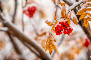 雪后红果