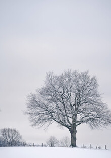 雪地孤树