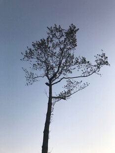 孤树剪影