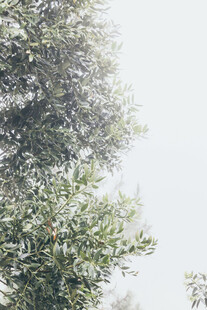 绿植留白