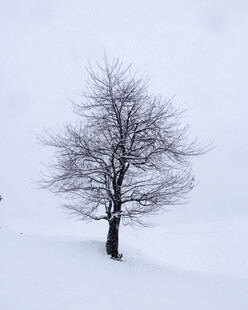 雪原孤树