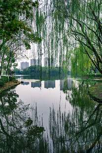 湖畔绿树