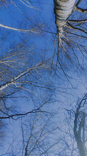 树枝倒影