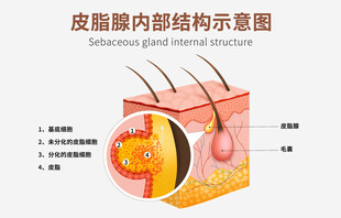 皮脂腺内部结构示意图