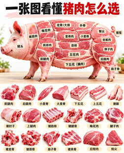 猪肉分解图