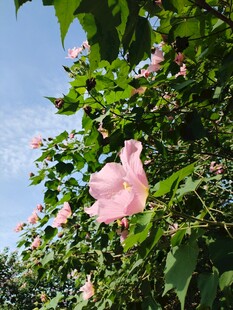 蓝天映衬粉色花簇芙蓉花