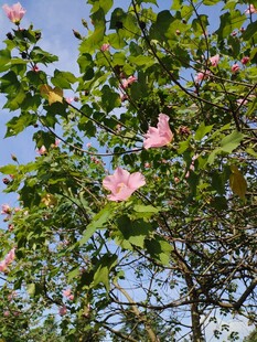 粉花绿树映蓝天芙蓉花