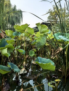 荷塘夏日绿植风光