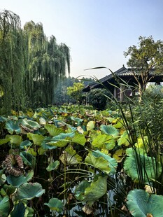 晴日荷塘园林风光