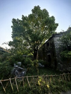 郊野老树旧石屋