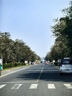 城市林荫道路街景