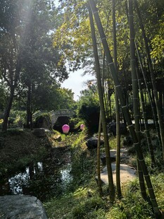 林间溪流阳光美景