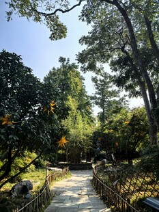 林间步道自然风光