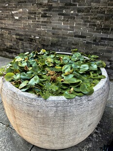 石盆里的新鲜茶叶