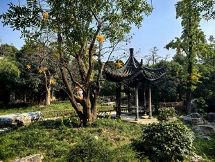 园林古亭晴日风光