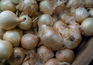 新鲜小毛葱食材特写
