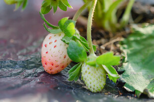 生长中的草莓果实