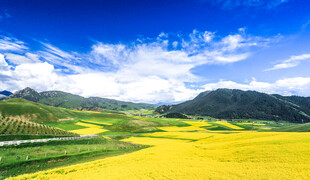高原油菜花海风光