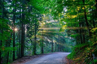 林间公路自然美景