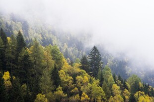 雾绕山林自然风景