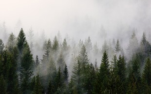雾中朦胧松林景致