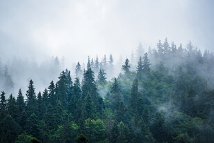 雾霭笼罩的山林