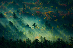 森林日落美景