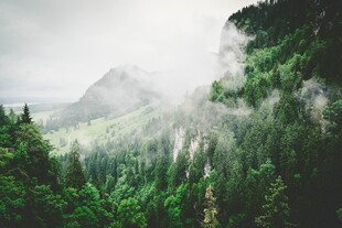 雾漫山林自然风光