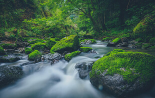 林间清溪青苔石美景
