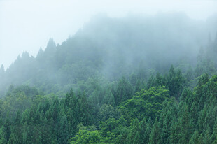 雾绕青山朦胧山林风光